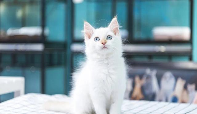 秋季养猫注意这四点！｜上海市消保委现代农业办(图2)