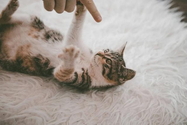 秋季养猫注意这四点！｜上海市消保委现代农业办(图3)