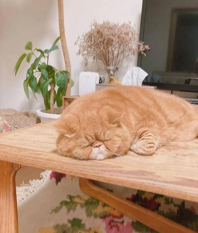 秋季养猫注意这四点！｜上海市消保委现代农业办(图1)