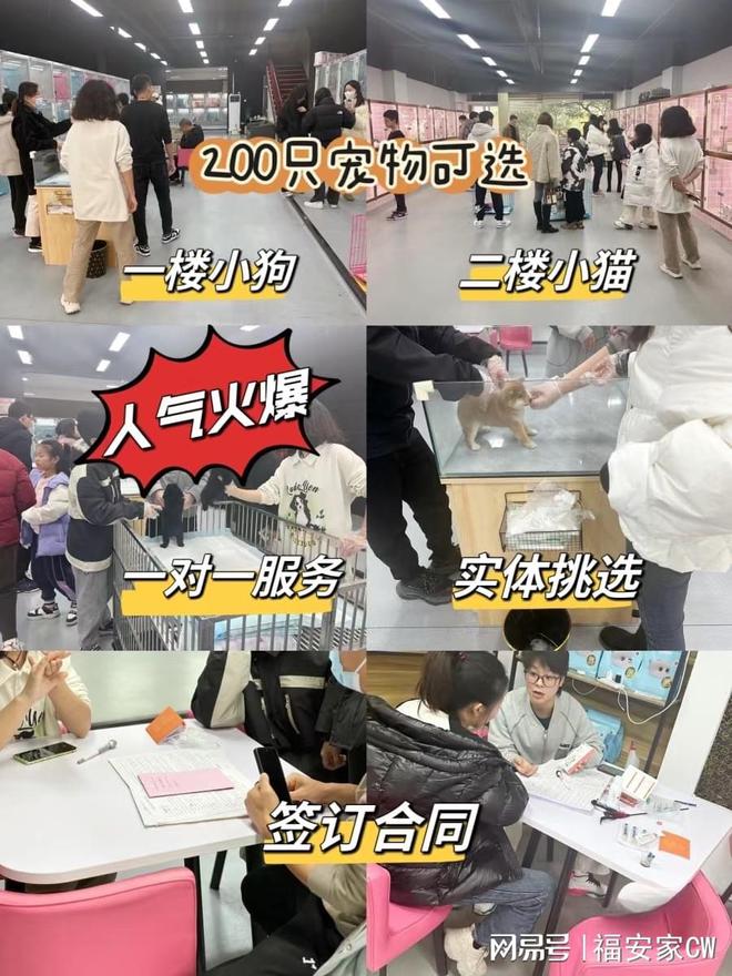 深圳宠物市场在哪里深圳这里实体店选购宠物安全更可靠！(图2)