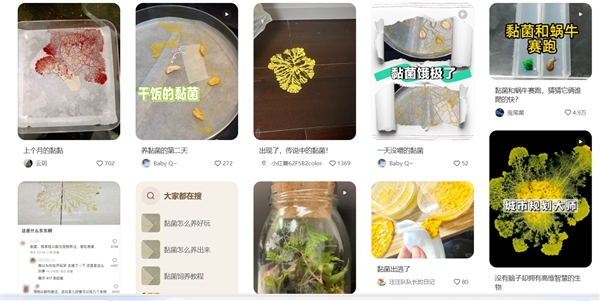 年轻人开始养黏菌当宠物：自然界最神秘物种之一 拥有惊人智力(图1)