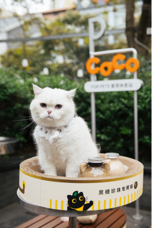 CoCo都可首家宠物友好店亮相 携手复旦爱和猫协救助流浪动物(图3)