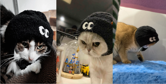 CoCo都可首家宠物友好店亮相 携手复旦爱和猫协救助流浪动物(图4)