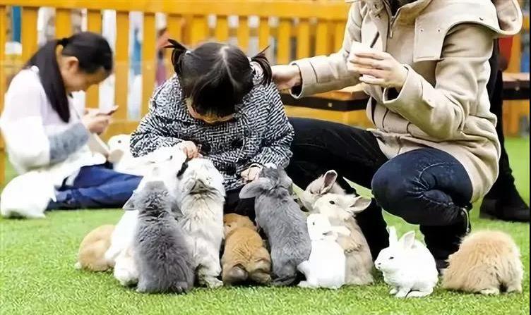 狗狗外出背包 提包(图1)