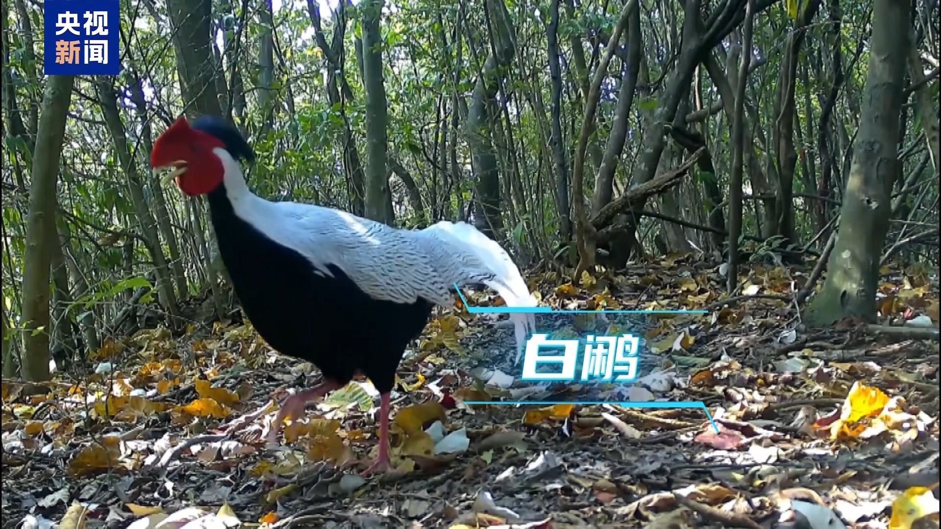 “国保”动物开party 多机位来看动物世界(图1)