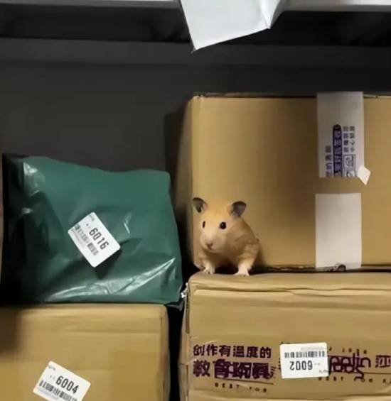 女生取快递发现仓鼠咬开箱子等她 鼠：差点越狱成功(图2)