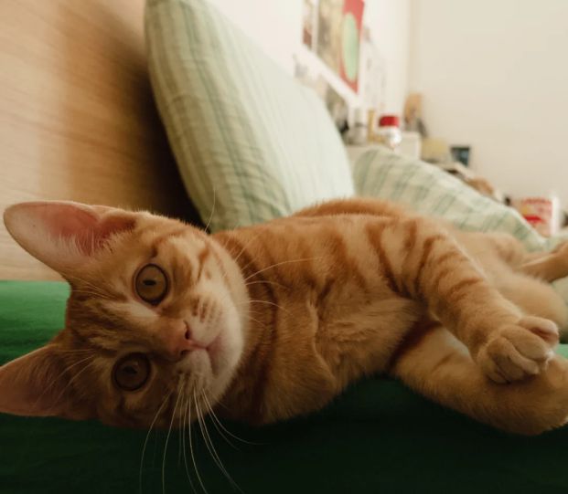 房东不让养猫妹子就发了猫咪照片过去…房东：行八它看起来很有礼貌(图1)
