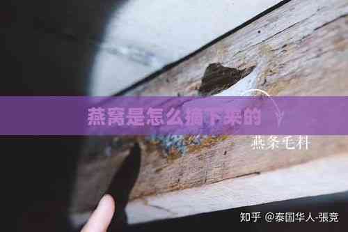 燕窝是怎么摘下来的(图1)
