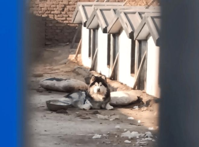 潘宏事件发生后园区现状被当地人曝光狗狗已经没人管理(图2)