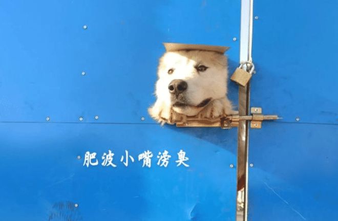 潘宏事件发生后园区现状被当地人曝光狗狗已经没人管理(图3)