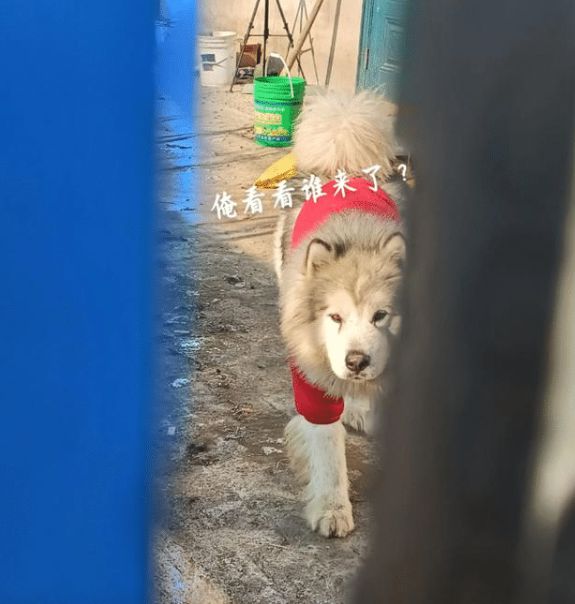 潘宏事件发生后园区现状被当地人曝光狗狗已经没人管理(图5)