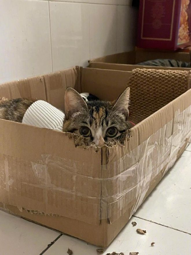 小猫对纸箱不太满意亲自动嘴改造后…“这才符合猫体工学”(图2)