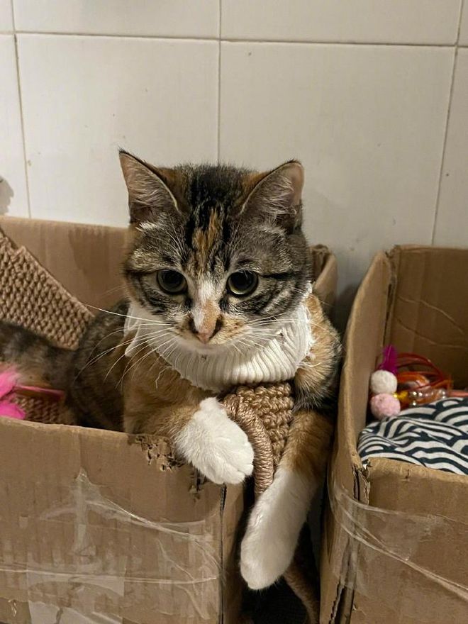 小猫对纸箱不太满意亲自动嘴改造后…“这才符合猫体工学”(图3)
