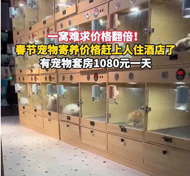 宠物酒店600元一天被抢空 春节寄养需求激增(图1)
