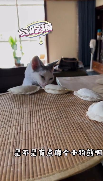 53岁刘钧晒独居生活住别墅和馅包饺子任由猫上桌吃饭(图6)