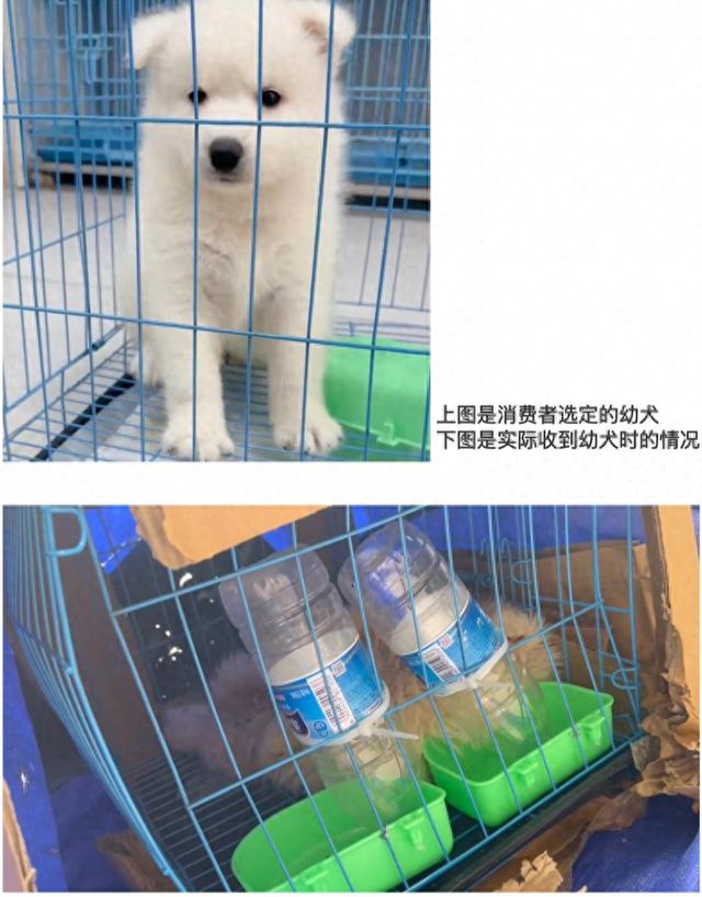 女子网购宠物遇陷阱！到货的“萌宠”是病狗且另买狗粮才“包活”(图1)