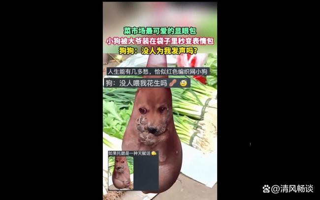 小狗被大爷装在袋子里秒变表情包网络新宠儿(图1)