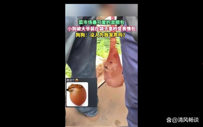 小狗被大爷装在袋子里秒变表情包网络新宠儿(图2)