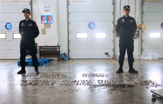 【海马】多人被强制措施！潮汕一地查获国家二级保护动物(图1)