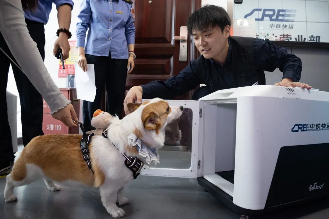 高铁萌宠“专列”开启这位“毛茸茸的乘客”请上车！(图2)