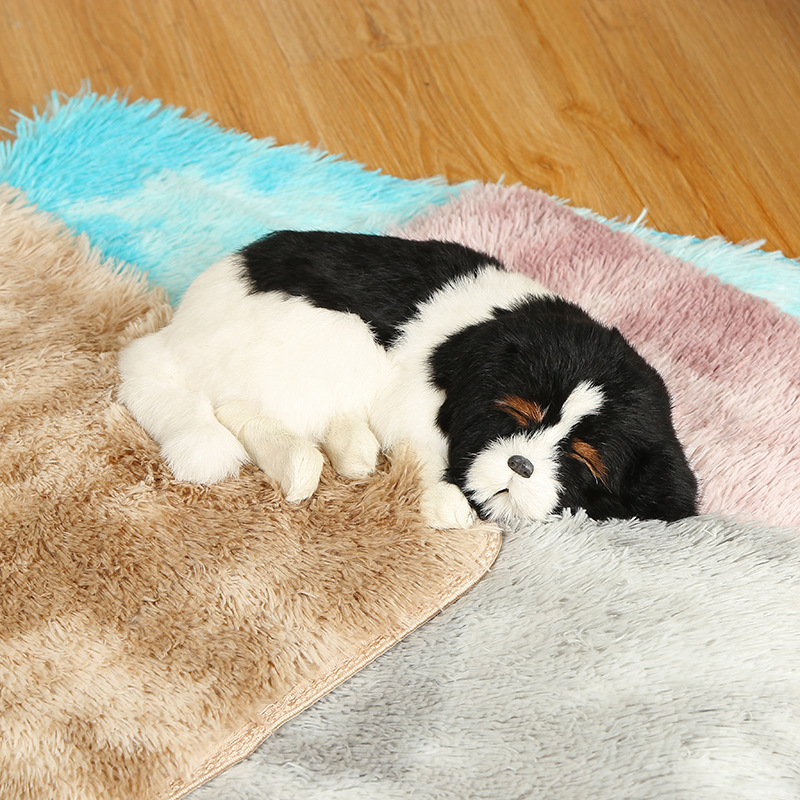 “服务犬驯养师”正式入编新工种：谁在从业 日常干啥(图1)