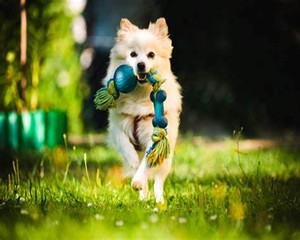 大型犬冰垫十大品牌排行榜(图1)