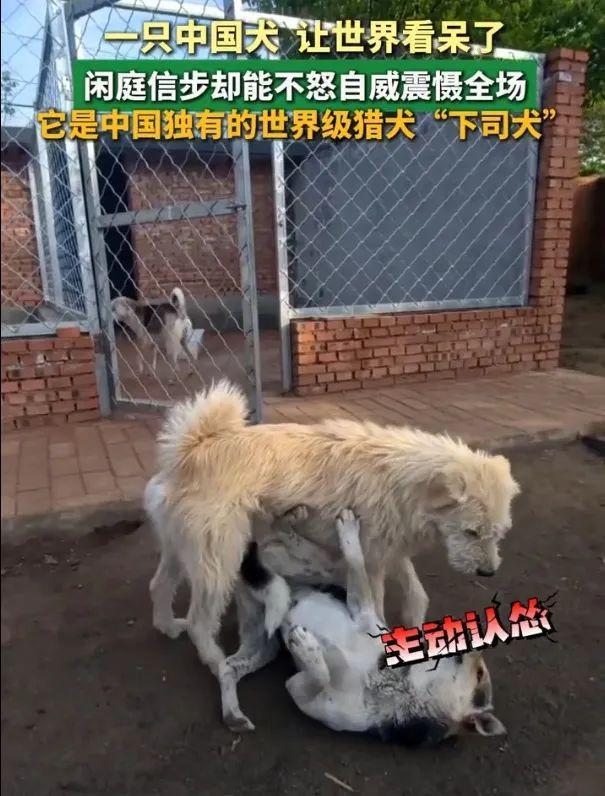 贵州犬火遍海外成“中国狗王”！(图1)