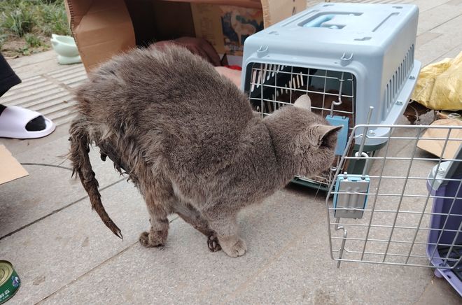 太造孽了！网上刷到一只奇形怪状的蓝猫结果真相是…(图2)