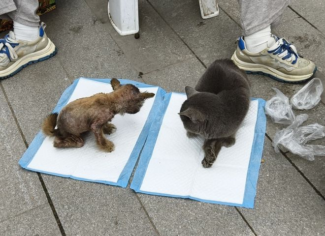 太造孽了！网上刷到一只奇形怪状的蓝猫结果真相是…(图1)