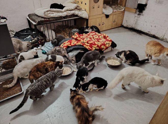 太造孽了！网上刷到一只奇形怪状的蓝猫结果真相是…(图9)