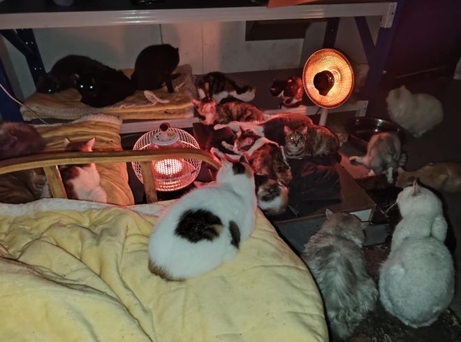 太造孽了！网上刷到一只奇形怪状的蓝猫结果真相是…(图8)