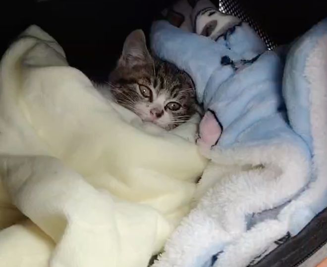 太造孽了！网上刷到一只奇形怪状的蓝猫结果真相是…(图11)