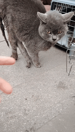 太造孽了！网上刷到一只奇形怪状的蓝猫结果真相是…(图12)